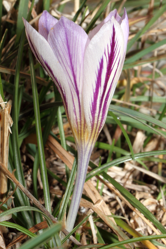 Un po'' di Crocus liguri (visto che  il periodo)